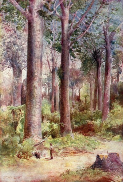 Nuova Zelanda: Kauri (litografia a colori) da English School