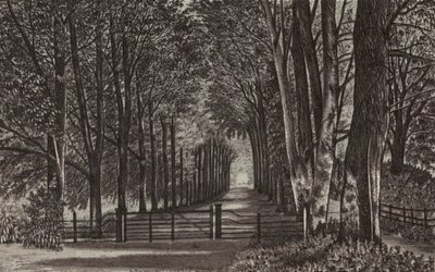 Newbury: Viale, Highclere Park (litografia) da English School