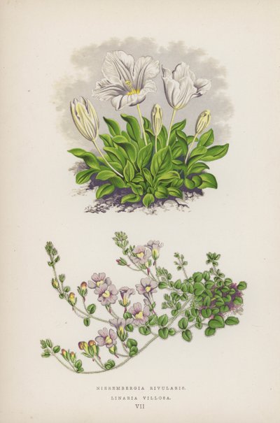 Nierembergia Rivularis; Linaria Villosa (litografia a colori) da English School