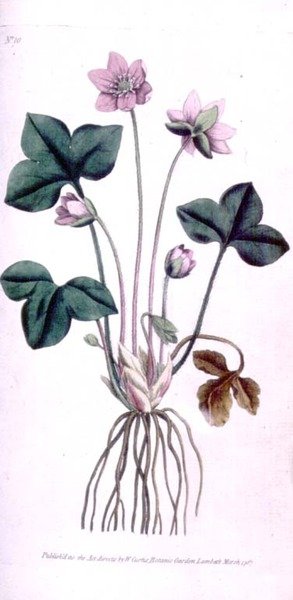 Nobile epatica (Anemone hepatica), tavola 10 da 