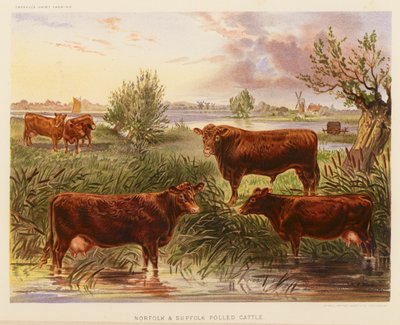Bovini Norfolk e Suffolk Polled da English School