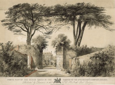 Veduta nord dei cedri nei Giardini della Compagnia degli Speziali, Chelsea, Londra da English School