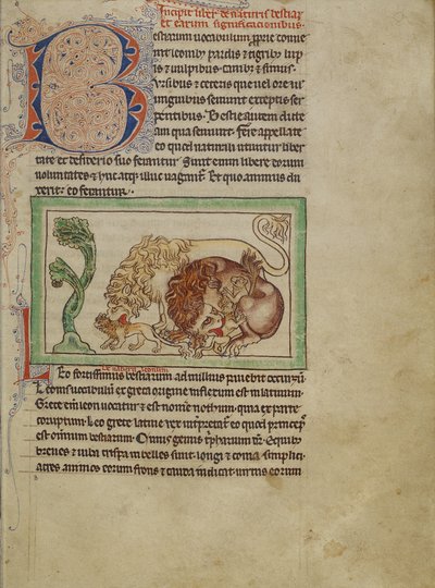 Bestiario di Northumberland, c.1250-60 da English School