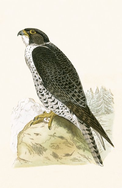 Falco norvegese, illustrazione da 