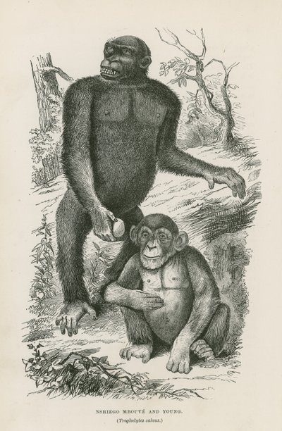 Nshiego Mbouve e Giovane, Troglodytes Calvu da English School
