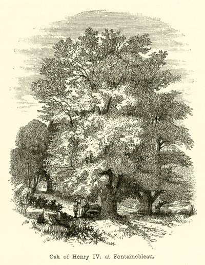 Quercia di Enrico IV, a Fontainebleau (incisione) da English School