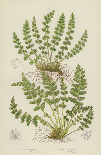 Woodsia oblonga, Woodsia a foglie rotonde da English School