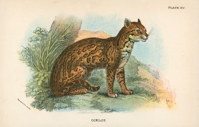 Ocelot da English School