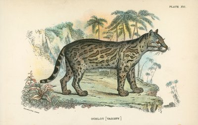 Ocelot da English School