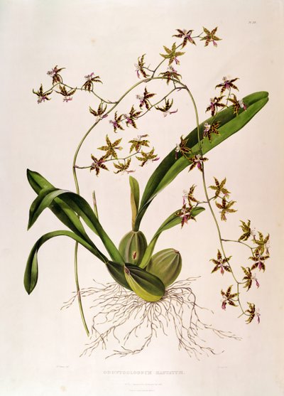 Odontoglossum Hastatum da English School