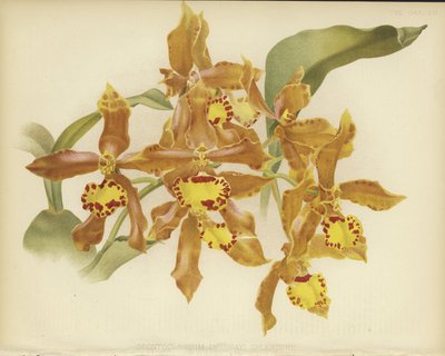 Odontoglossum insleayi splendens da English School