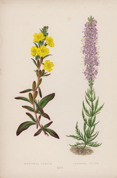 Oenothera Pumila; Veronica Incisa (litografia a colori) da English School