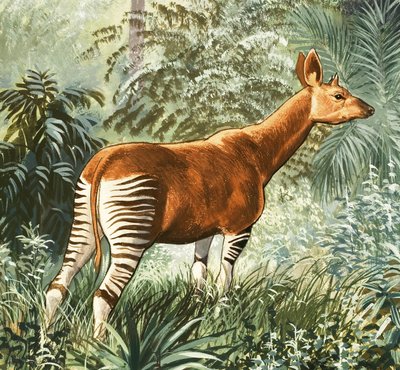 Okapi da English School