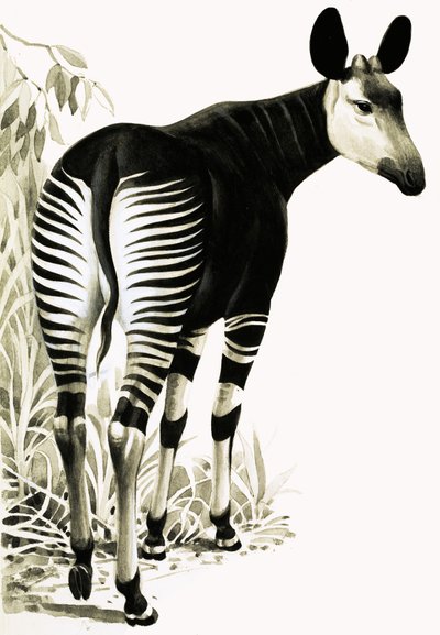 Okapi da English School
