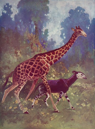 Okapi e giraffa da English School