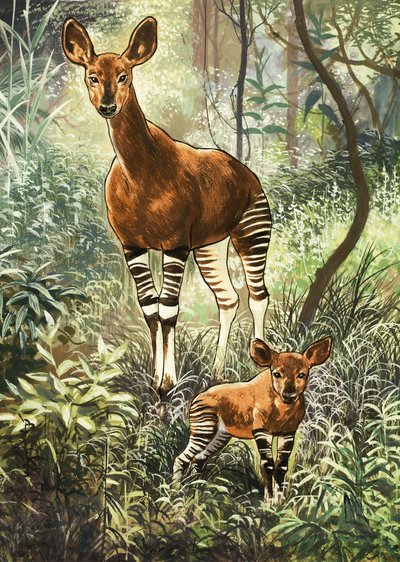 Okapi del Congo da English School