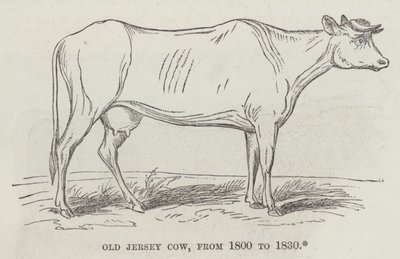 Vecchia mucca Jersey, dal 1800 al 1830 (incisione) da English School