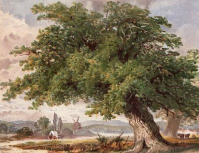 Vecchia Quercia sul Ciglio della Strada, Surrey da English School