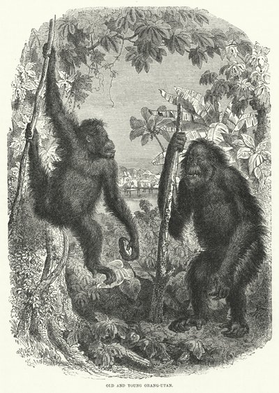 Orang-Utan Vecchio e Giovane da English School