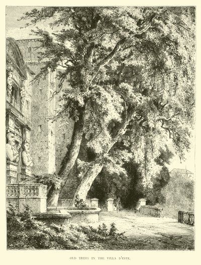 Vecchi alberi nella Villa d