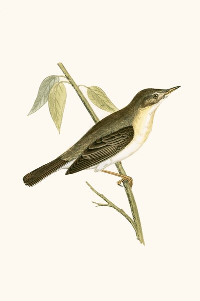 Cannaiola, illustrazione da 