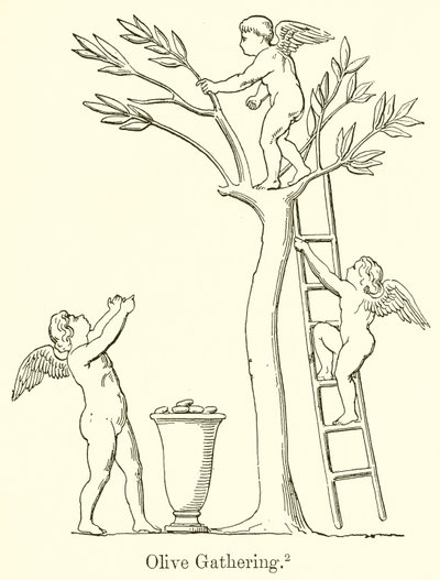 Raccolta delle olive da English School