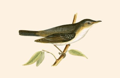 Tordo degli ulivi, illustrazione da 
