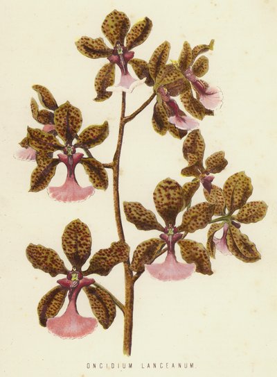 Oncidium Lanceanum da English School