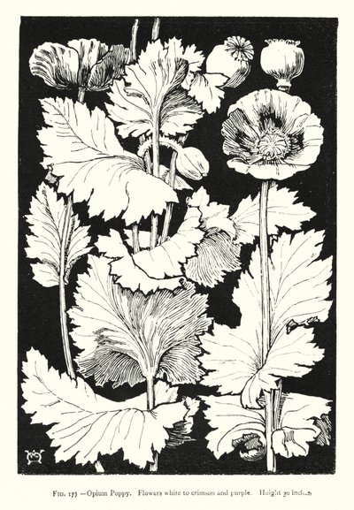 Papavero da oppio; Fiori bianchi a cremisi e viola; Altezza 30 pollici (incisione) da English School
