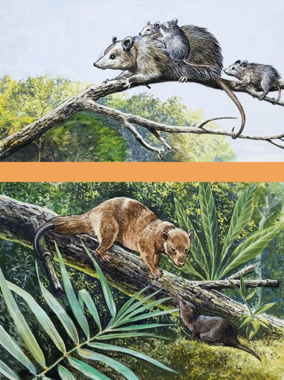 Opossum da English School