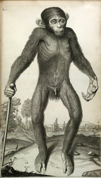 Orang-Outang, sive Homo Sylvestris: o, l