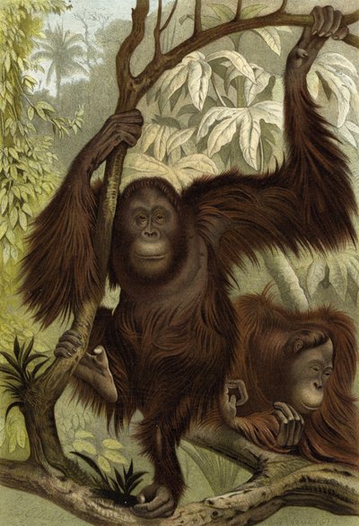 Orang-Utan da English School