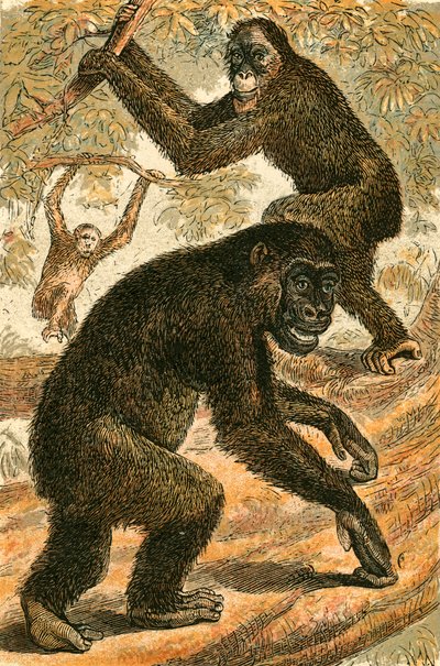 Orango e Gorilla da English School