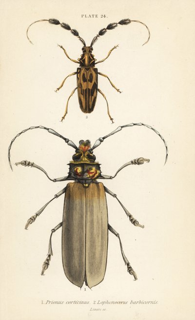 Insetti: Orthomegas cinnamomeus, Prionus corticinus, Batus barbicornis, Lophonocerus barbicornis da English School