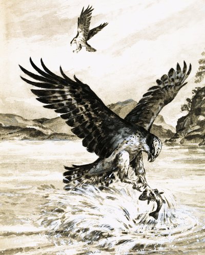 Falco pescatore che cattura un pesce da English School