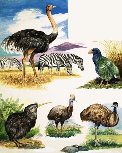 Struzzo, Kiwi, Casuario, Emù e Takahe da English School