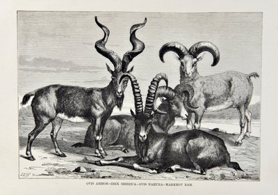 Ovis Ammon - Ibex Siberica - Ovis Nabura - Markhov Ram, illustrazione da La Geografia Universale, la Terra e i suoi abitanti di Elisee Reclus, pubblicato nel 1878 da English School