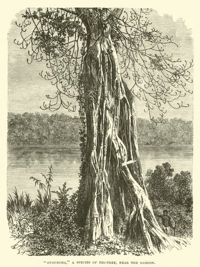 Ovouncha, una specie di fico, vicino al Gabon da English School