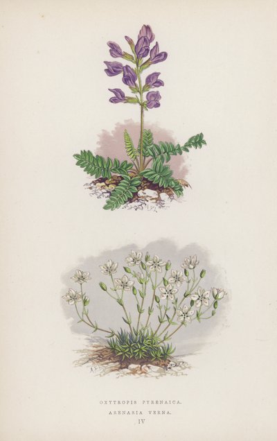 Oxytropis Pyrenaica; Arenaria Verna da English School