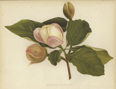 Magnolia Oyama da English School
