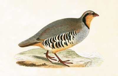 P Graeca, Var, illustrazione da 