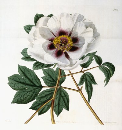Paeonia suffruticosa Andr. var. papaveracea, 1788-1896 da English School