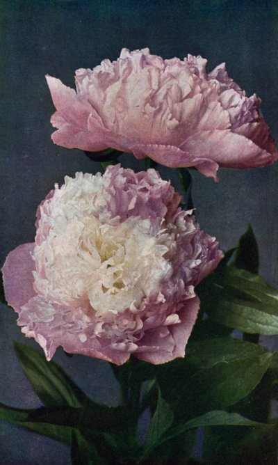 Peonia, Lady of the West di Kelway (litografia a colori) da English School