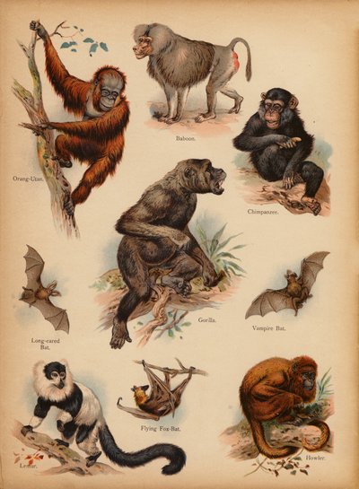 Pagina da La storia naturale illustrata dei piccoli, c. 1900 da English School
