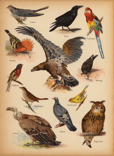 Pagina da La storia naturale illustrata dei piccoli, c. 1900 da English School