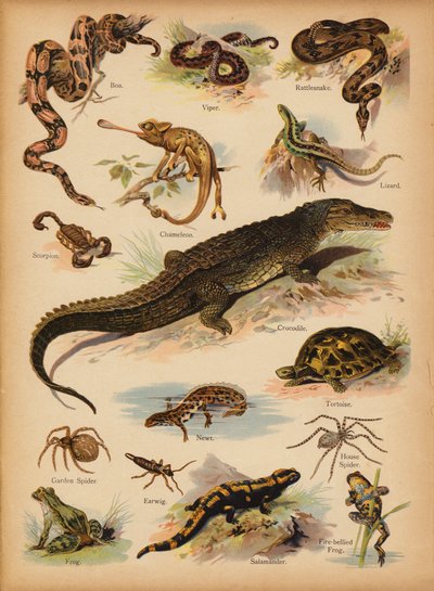 Pagina da La storia naturale illustrata dei piccoli, c. 1900 da English School