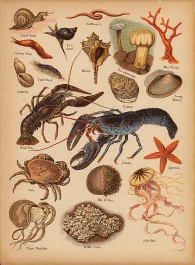 Pagina da La storia naturale illustrata dei piccoli, c. 1900 da English School