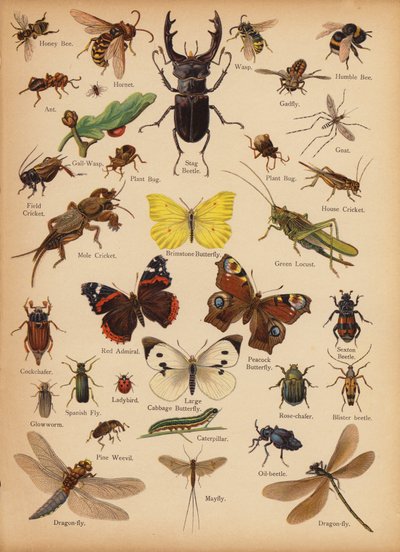 Pagina da The Little Folks’ Picture Natural History, c. 1900 da English School