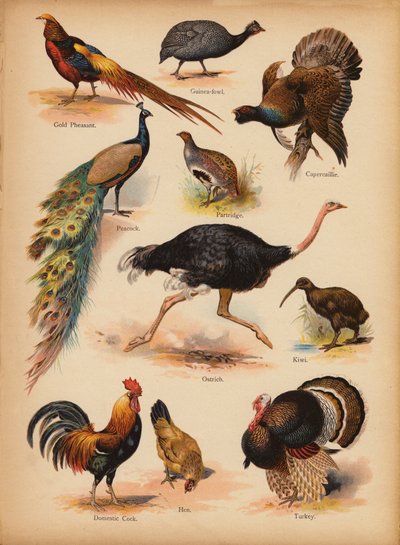 Pagina da The Little Folks’ Picture Natural History, c 1900 da English School