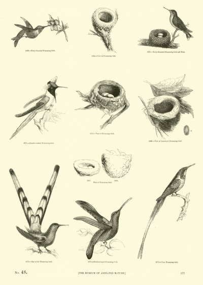 Pagina da Il Museo Pittoresco della Natura Animata da English School